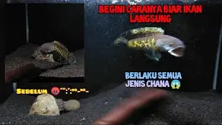 CARA & TIPS MELATIH MENTAL IKAN CHANA | RAWATAN KHUSUS KONTES