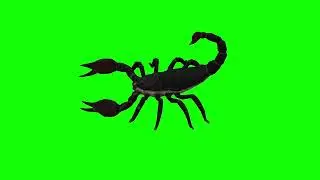 scorpion green screen video. 