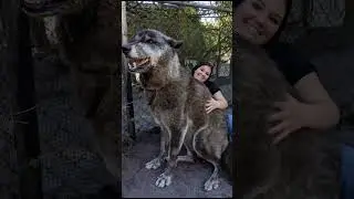 How big can wolves get? 