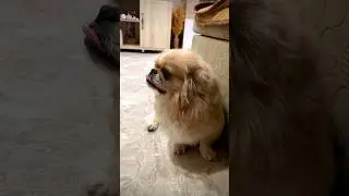 Когда провинился 
