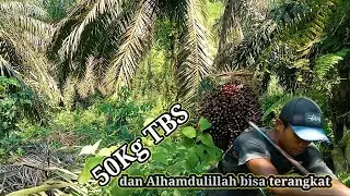 🔴 Pengambilan TBS terjun ke jurang
