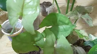 У меня новинка- сингониумы!