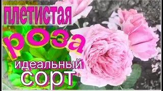 Идеальный сорт плетистой розы.Рекомендую!!!