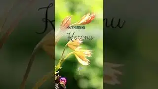 Koran, sura Junus 56