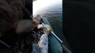 ЩУЧКА НА КРУЖОК