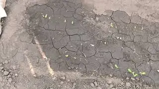 Итоги всходов кукурузы на 30 мая