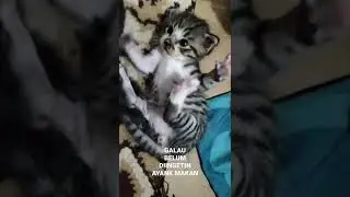 BOCIL jaman sekarang kalo belum diingetin makan sama ayank