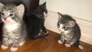 3 Week Old Kittens