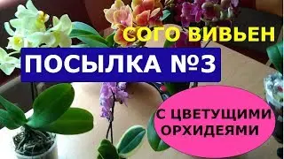 СУПЕР посылка №3  с цветущими орхидеями. СОГО ВИВЬЕН.  Размышления об интернет-продавцах орхидей.