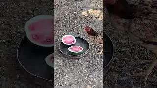 Bahçemizin ürünlerini kalite kontrolden geçiriyorlar 😅🍉