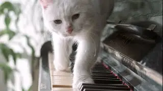 Louis Armstrong - What A Wonderful World | Harmonia (Official Video)