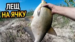 ЛЕЩ ОБОЖАЕТ ЯЧНЕВУЮ КАШУ!!! РЫБАЛКА НА ДОННУЮ СНАСТЬ БОЛДА. РЫБАЛКА В БЕЛАРУСИ.