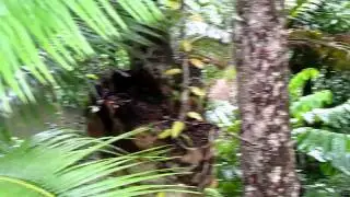Mossman River in Daintree Rainforest, Silky Oaks Resort, Australia