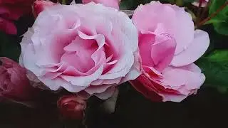 Answers to questions. Wintering roses in containers. 