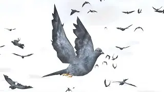 Bird Flock Pigeon - Unity Asset Store