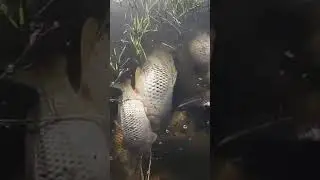 Вот как надо !!Поймал 201 сазана  !!!