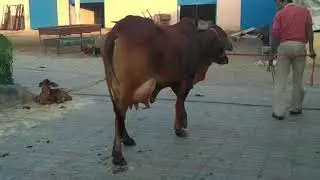Sahiwal cow's at Rulhan Dairy Farm