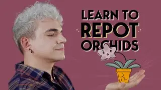 How to Repot your orchids | | Phalaenopsis repotting tutorial for beginners