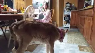 Baby calf 