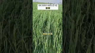 માવઠાથી નુકસાન 🌱 ખેડૂતો 🌱 ખેડૂતો ને ભારે નુકસાની
