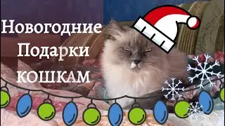 Дарим подарки кошкам на Новый год