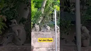 Nature View #monkey june2024, #goodmorning #jaishreeram
