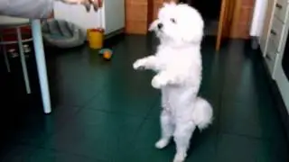 Maltese dog dancing and eating an orange
