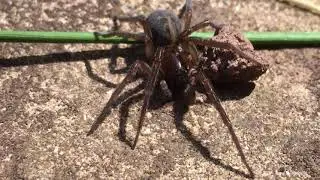Detailed window lace weaver spider