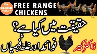 Free Range Chicken Farming in Pakistan 2021 |  Benefits and Misunderstanding of Farmers in Pakistan