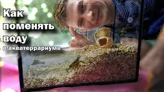 Меняю воду во временном аквариуме для черепах / Как поменять воду в акватеррариуме