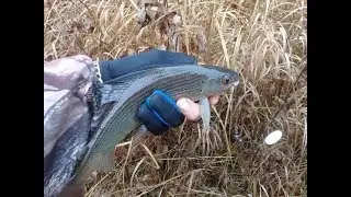 FISHING INCIDENT. 1 IN A MILLION:) THIS DOESN'T HAPPEN!!! We're fishing for grayling.