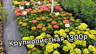 2 июля 2023 г. Каталог с ценами. Всё так цветет прекрасно. #гортензия #питомник #растения