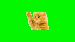 Green Screen Cat Effects  free