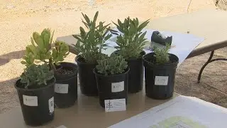 Bernalillo County to build urban agriculture project in the International District