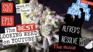 S10 EP13: The BEST looking WEED on YouTube? Step up to the plate!+ The Alfred Movie 😂 #spiderfarmer