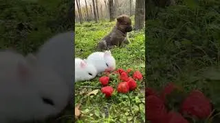 #funnyvideos #funny #dog #animal#cute #zoo #nature
