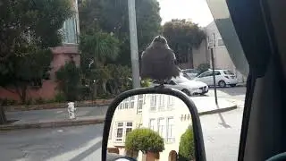Matilda the little sparrow on mirror  april 2020 sf fillmore st