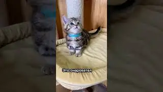 Топ 3 необычных пород кошек 🐈😲 