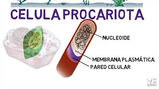 partes de la célula procariota