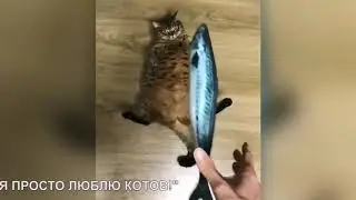 Я просто люблю котов! Андрей Вранской