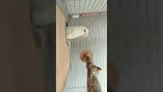 Lovebird | Meron na #birds #africanlovebird #palefallow #pets #youtubeshorts #shorts #ytshort