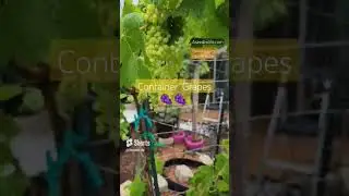 Grape Season Begins soon #aseedtolife #seedtolife