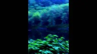 Nehalem river camping