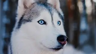 SILENT NIGHT  - Husky Christmas Hug