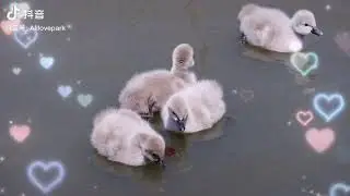 Interesting Animals Series #7