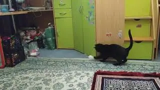Кнопа крысолов