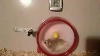 Hamsters