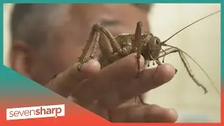 Wētāpunga coming back from the brink