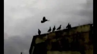 beautiful pigeon 2