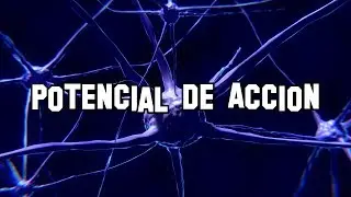 Potencial de acción de las neuronas